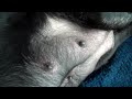 BONNIE LABRADOR BIRTHING DIARY PT3