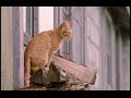 Milo and Otis part 1