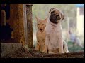Milo and Otis part 1