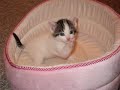 Tigertail's Kittens