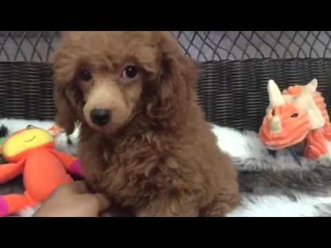 Puppy prince charming Toy Poodle!