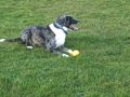 Dog Toy SQUEAKIE SQUEAKIE (Stupid Dog Trick #2)