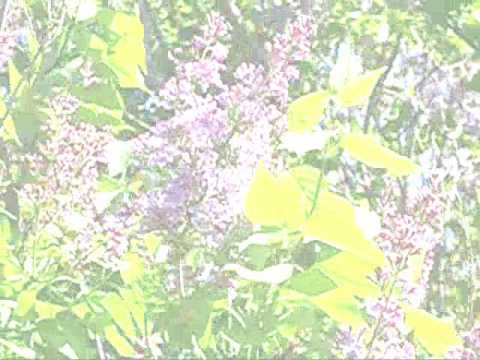 how to plant dead flowers