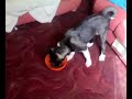 dogs havin a play benny fight