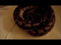 Feeding Video