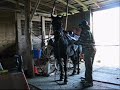 Moriesian - Horse doing bends and despooking stuff