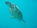 Sea Turtle snorkeling