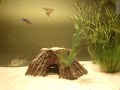 Aqu�rio - Peixes Ornamentais