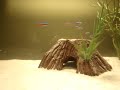 Aquário - Peixes Ornamentais