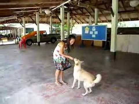 Dog Training at Wat Karon