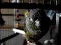 Introducing My Birds