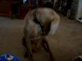 Dudley getting peanut butter(9-4-08)
