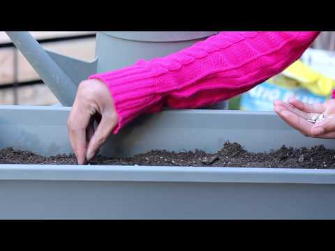 how to preserve sunflower seeds to replant