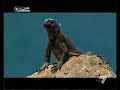 i misteri e le bellezze delle galapagos