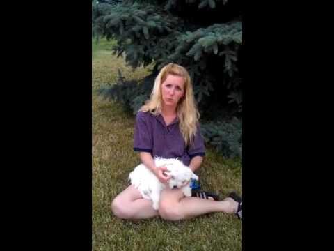 how to care maltese puppy