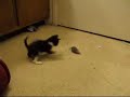 Rio Plays with the Mousey