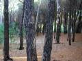 videos de pineta