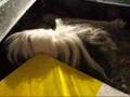 Cavia