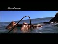 rip-curl-surf.html