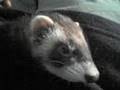 Rock Around Manci the Ferret (Rákendróler görény)