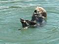 videos de Otters in Marina at Moss Landing California
