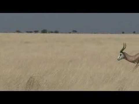 oryx and springbock in Etosha, Namibia