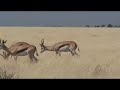 oryx and springbock in Etosha, Namibia