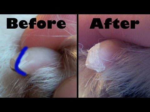 how to trim dogs claws