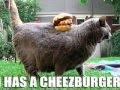 Funny but still sad fat cats