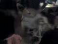 Video ansehen