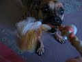 Click here to watch this video Tug of War!!!