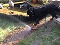 Flat Coat Retriever with hosepipe Flat Coat Retriever with hosepipe