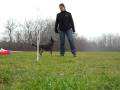 videos de paaltjes insteek/ weave poles