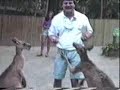 animale haioase
