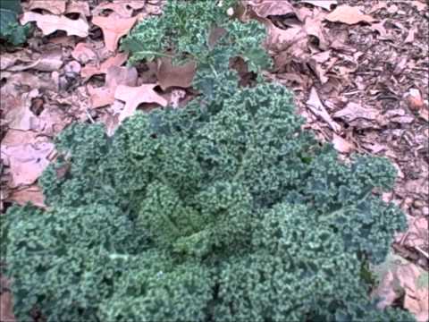 how to harvest dwarf kale