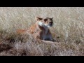 Tanzania Safari - Serengeti