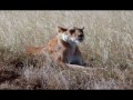 Tanzania Safari - Serengeti
