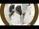 September 2008 DogDaze Designs