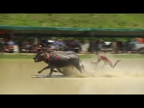 Büffel-Rennen in Thailand - ein alljährliches Ritual