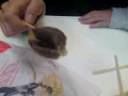 zoe playing with a teabag in mac donalds by danielle and zoe x
