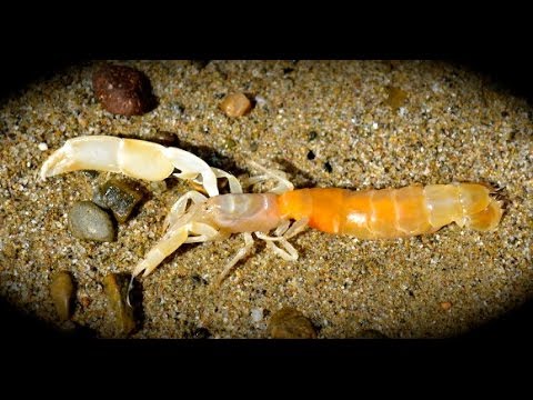 how to harvest shrimp
