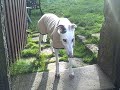 nosey the geriatric greyhound.AVI