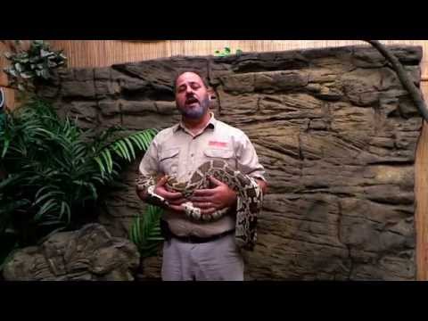 YouTube reptile video