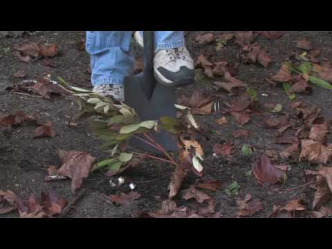 how to replant peonies