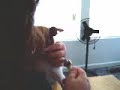 Brushing the Chiwawa