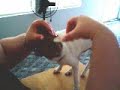 Brushing the Chiwawa