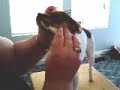 Brushing the Chiwawa
