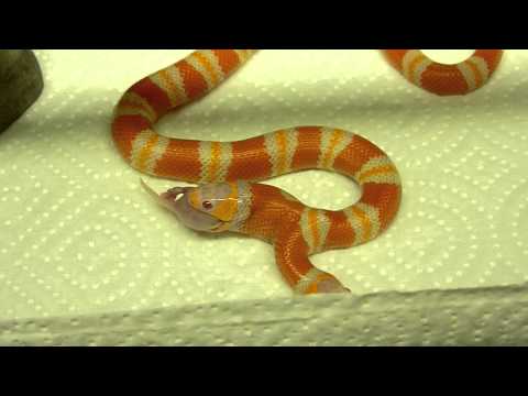 YouTube reptile video