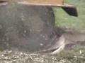 MIKE'S STUMP GRINDING