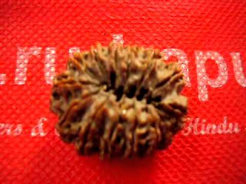 14 mukhi collector sized bead for removing maletic effects of Saturn (sade sati) from Rudrapuja
